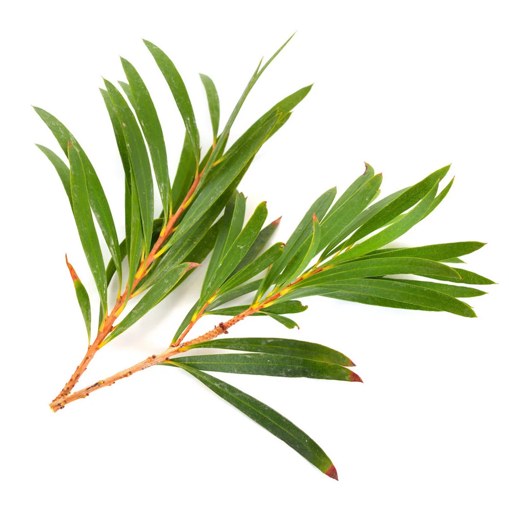 Tea Tree Essential Oil for Acne - Image 2