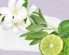 Bergamot oil for mood & flavor - Image 3